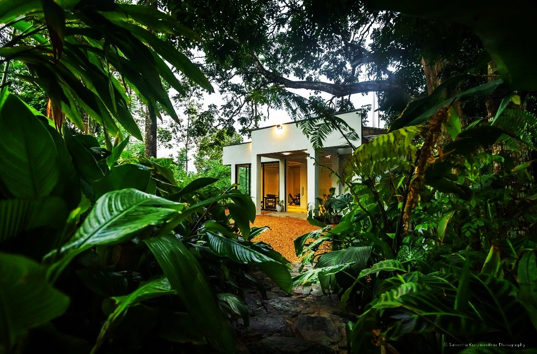 Tropical light across a Color Birds Villa interior